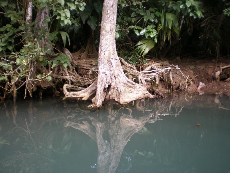 Dominica Indian River7.JPG